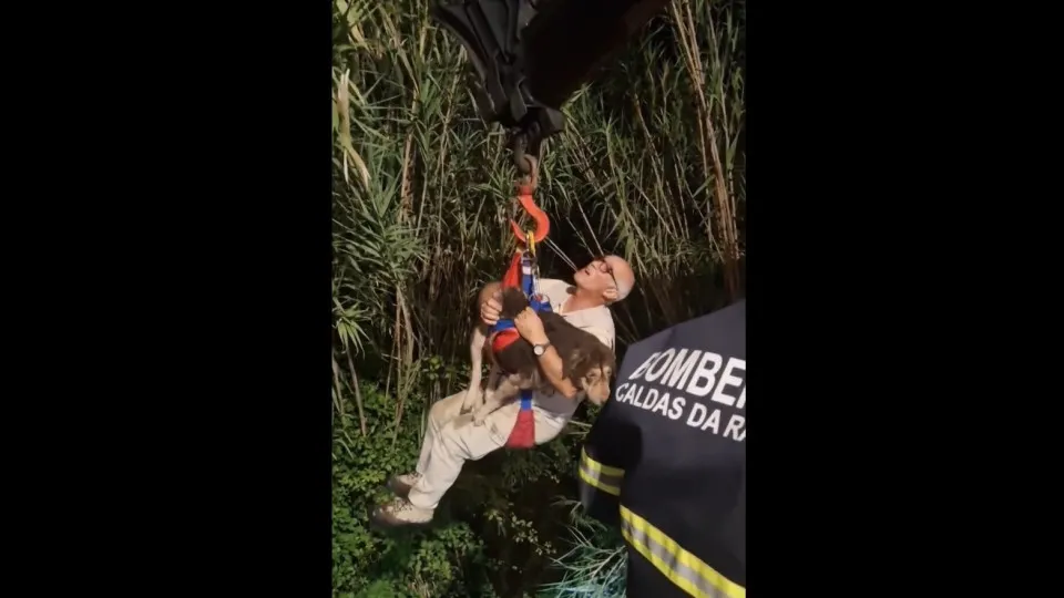 Cão resgatado de "local de difícil acesso" nas Caldas da Rainha