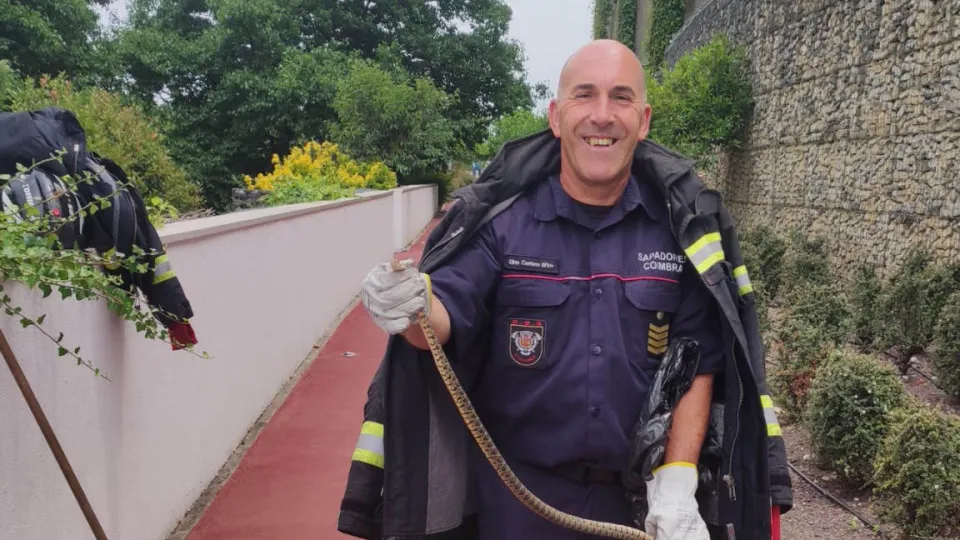 Bombeiros retiram cobra-rateira do Forum Coimbra 