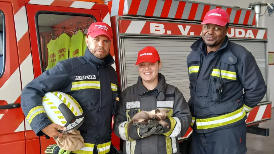 Bombeiros da Aguda salvam gato