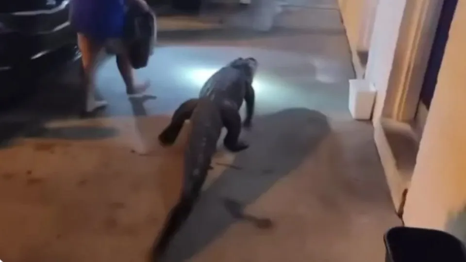 Crocodilo