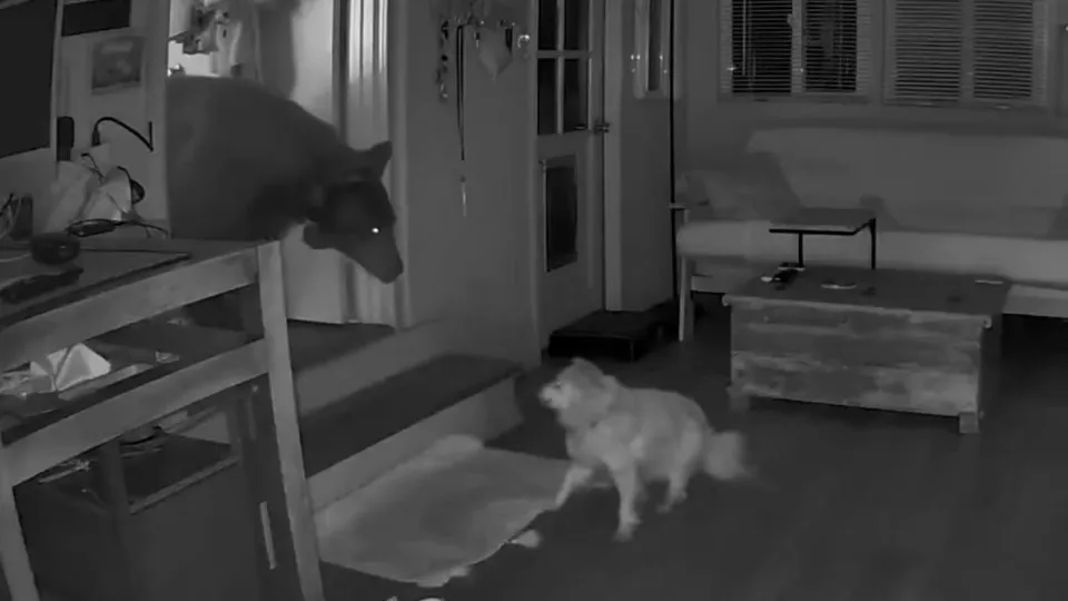 urso, cão, califórnia