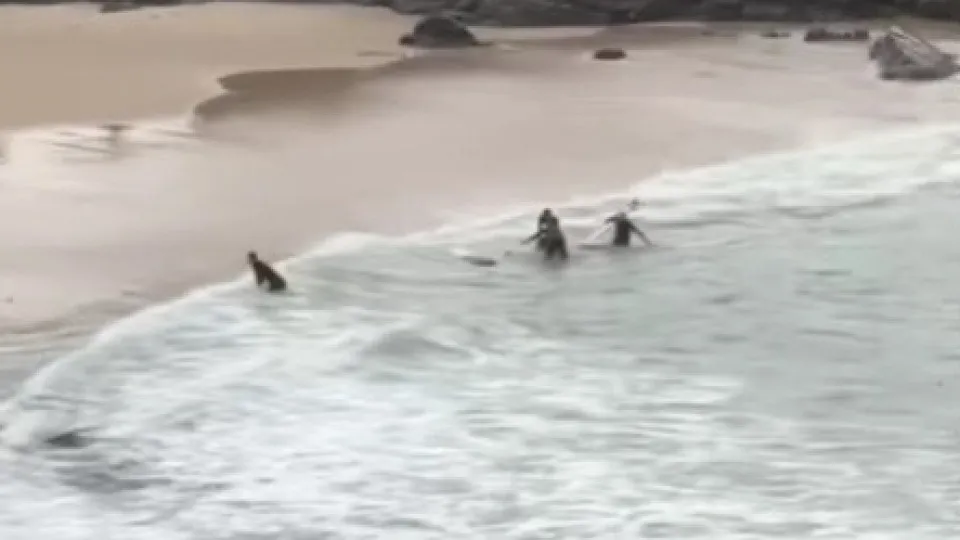 tubarão