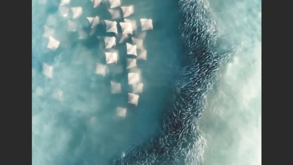 International Aerial Photographer of the Year