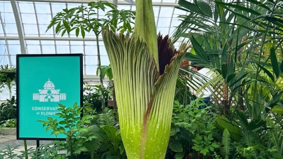 flor cadáver califórnia