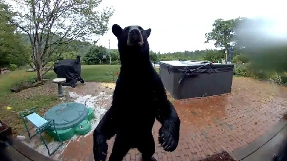 urso new hampshire