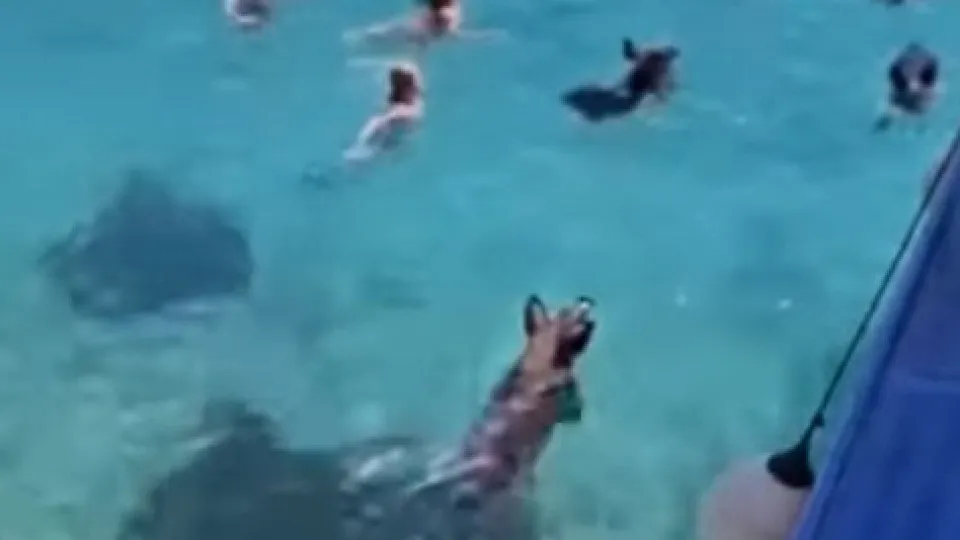 Javalis nadam junto a banhistas na Arrábida? É falso (e não são javalis)