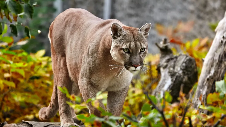 puma