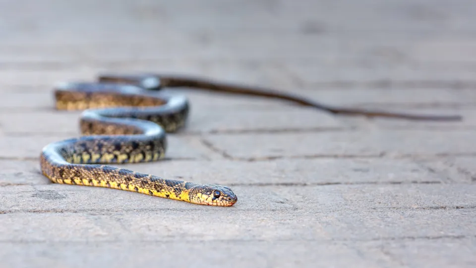 Cobra-rateira,