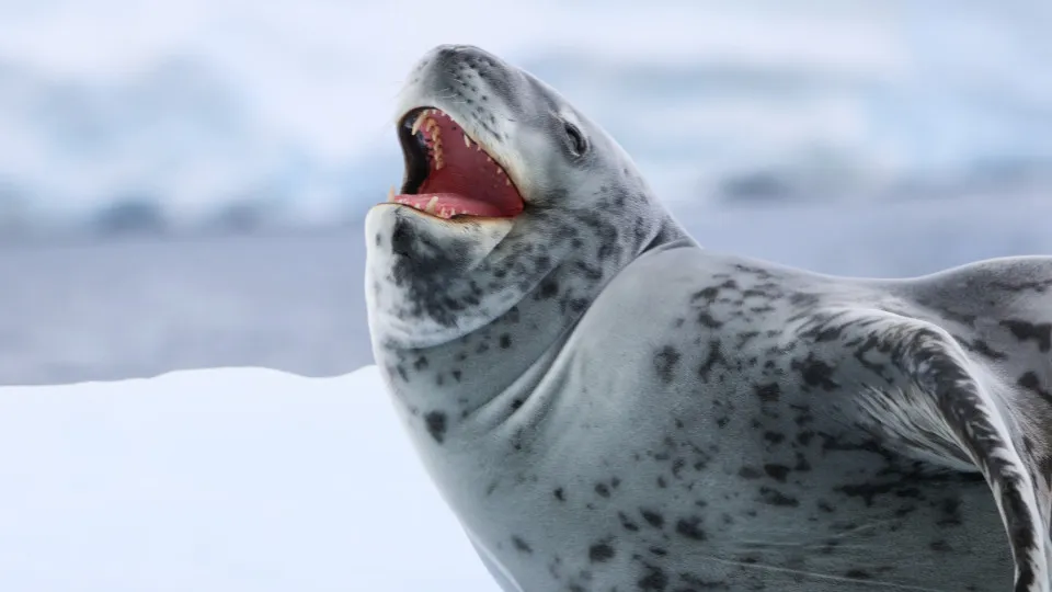 foca leopardo