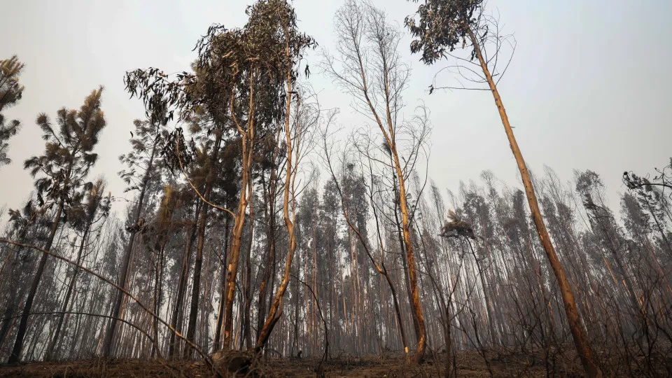 Incêndios, Portugal, 