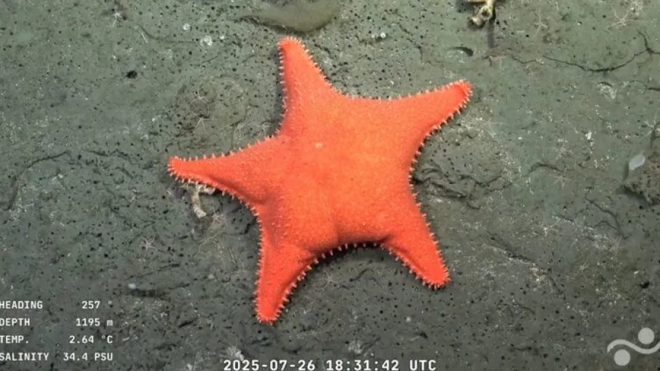 Patrick