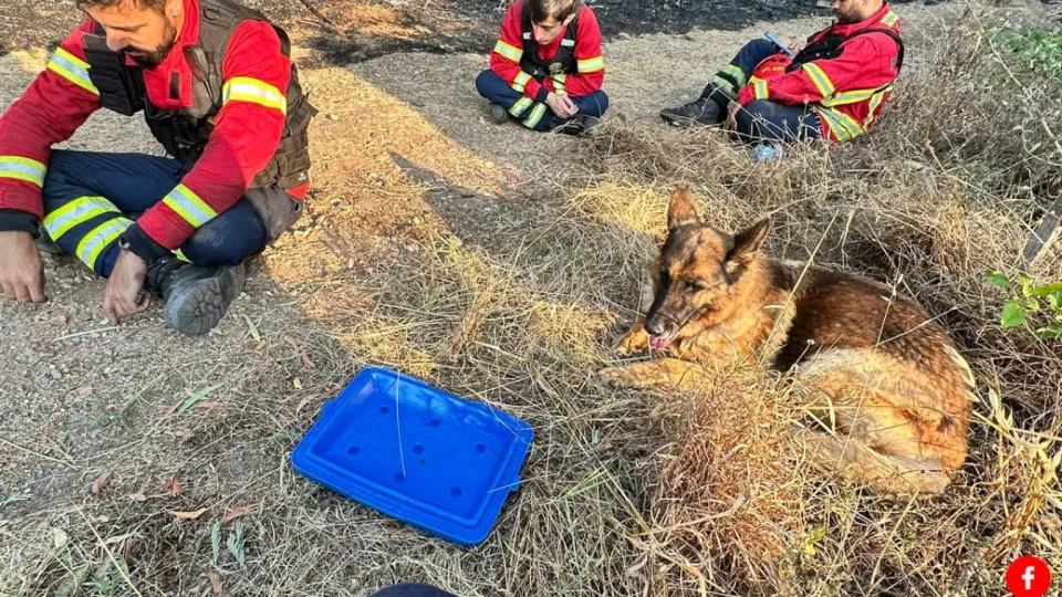 Bombeiros salvam "cão cercado pelas chamas". Animal 'agradeceu'