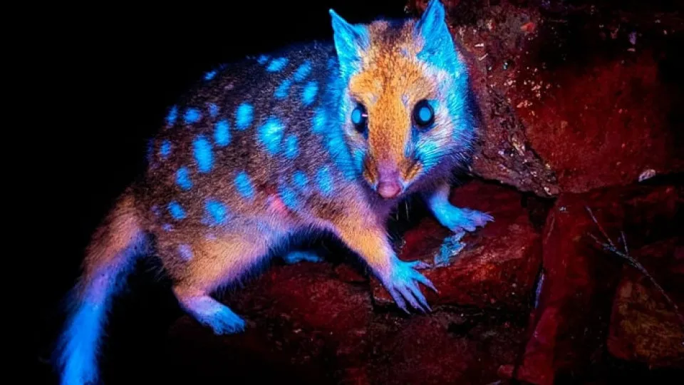 marsupial fluorescente