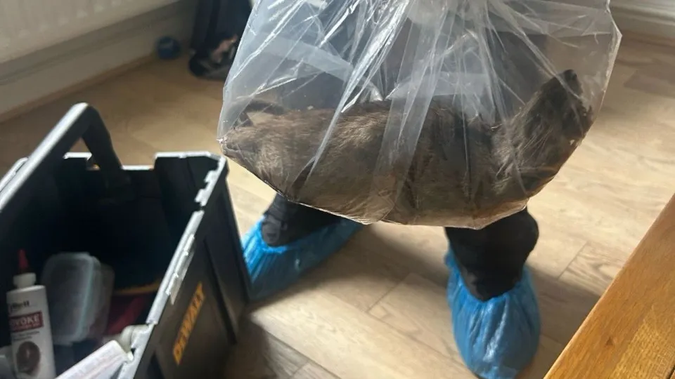 rato gigante