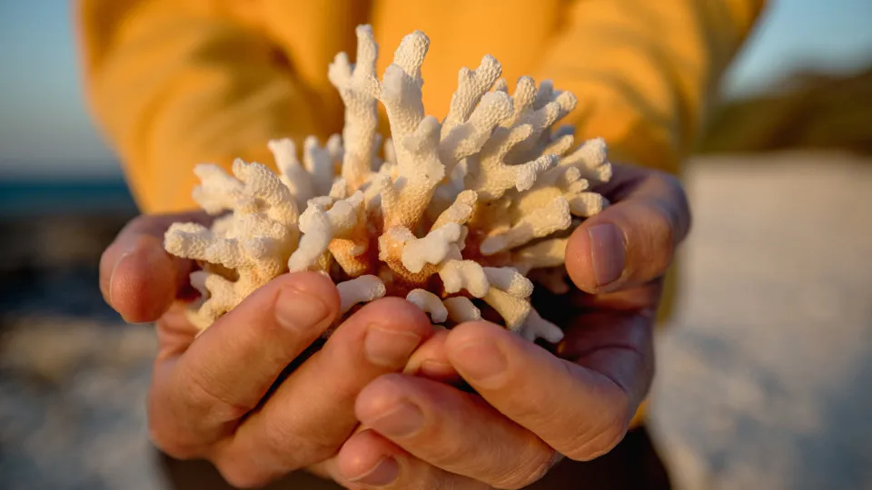corais, grande barreira de coral