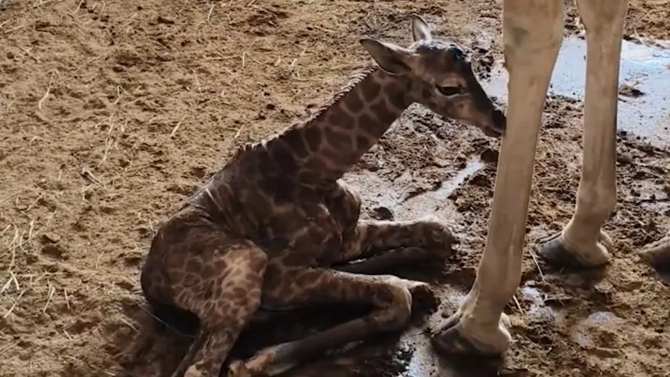Cria de girafa badoca park 
