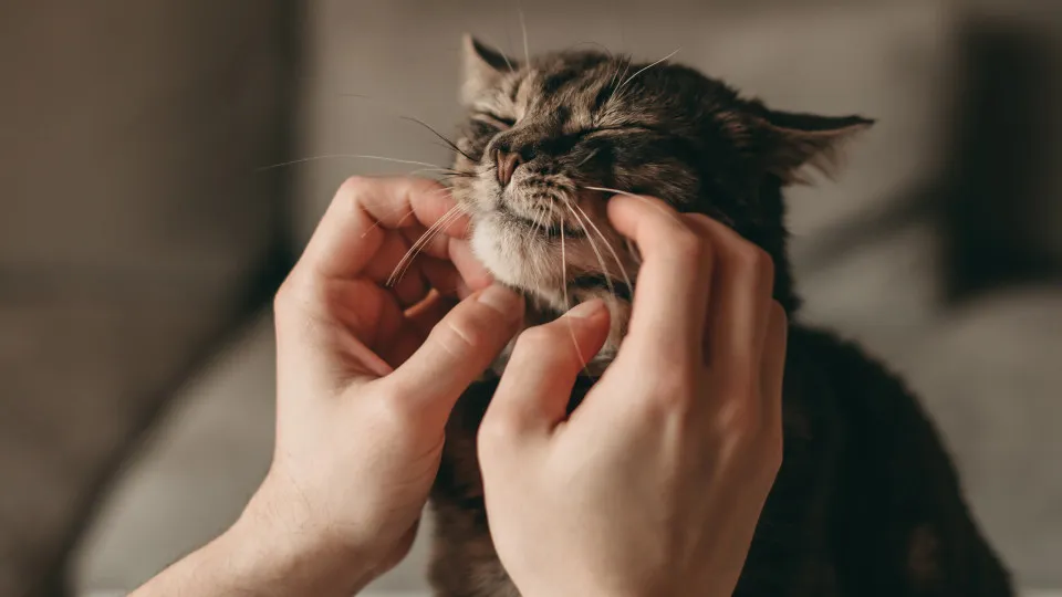 gato, casa, sofá, festas