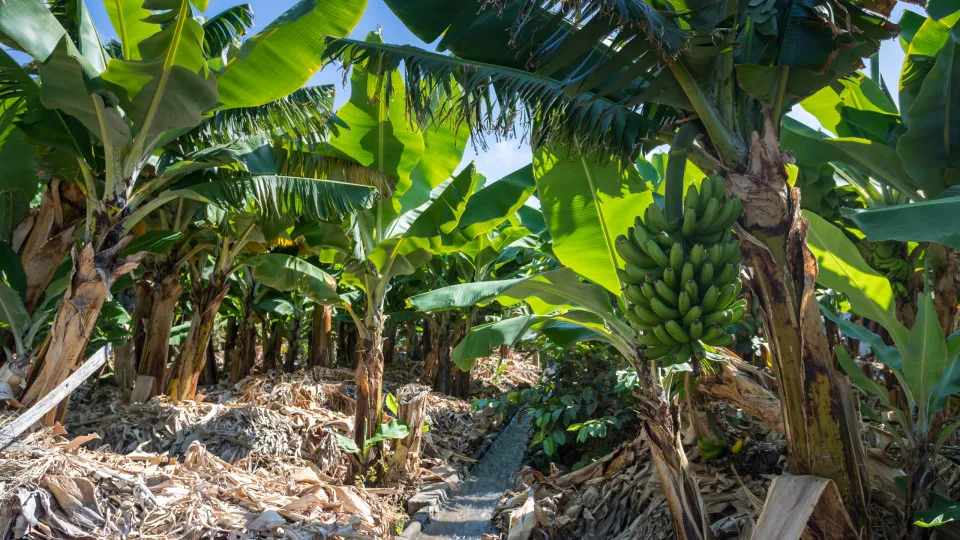 Banana da Madeira: AdC sancionou empresa por abuso de posição