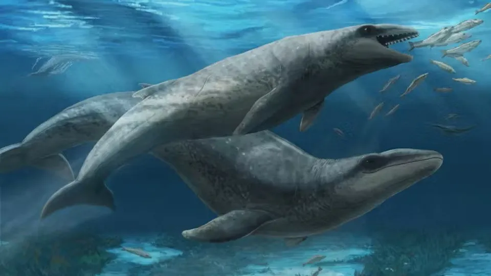 Espécie de baleia extinta há milhões de anos identificada na Austrália