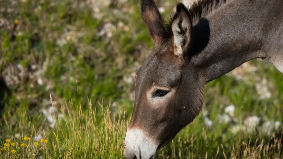 burro