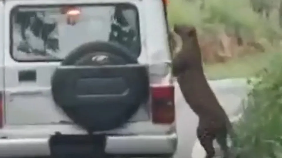 Menino de 12 anos atacado por leopardo durante safari