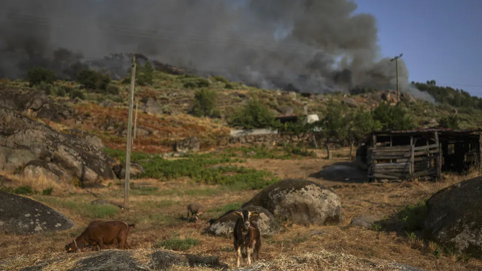 Fogos, Incêndios, Animais, 