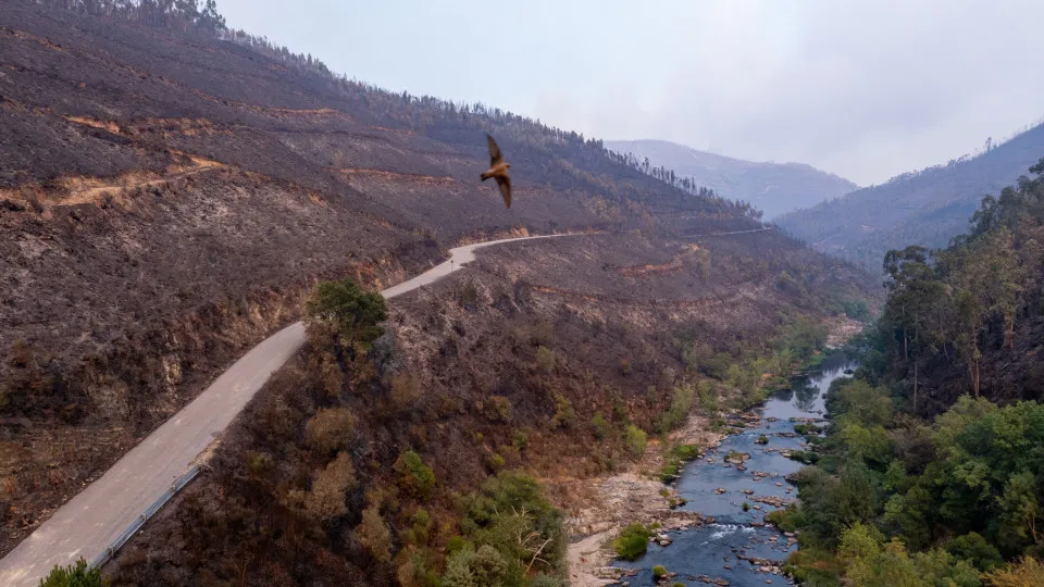 Cinco formas de ajudar regiões afetadas pelos fogos a renascer das cinzas