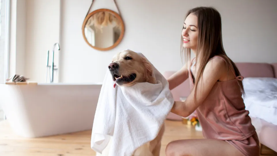 cão, mulher, banho, 