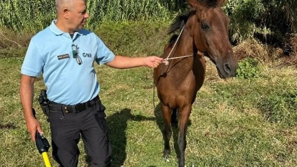 cavalo, moita