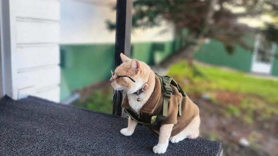 Naruto, gato, esquadra chile