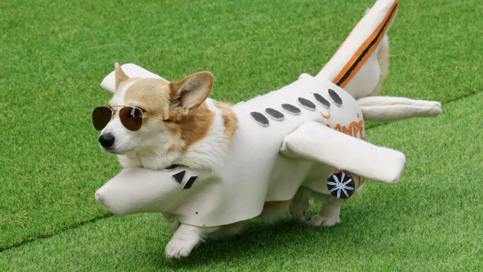 corgis, lituania, vilnius, 2025