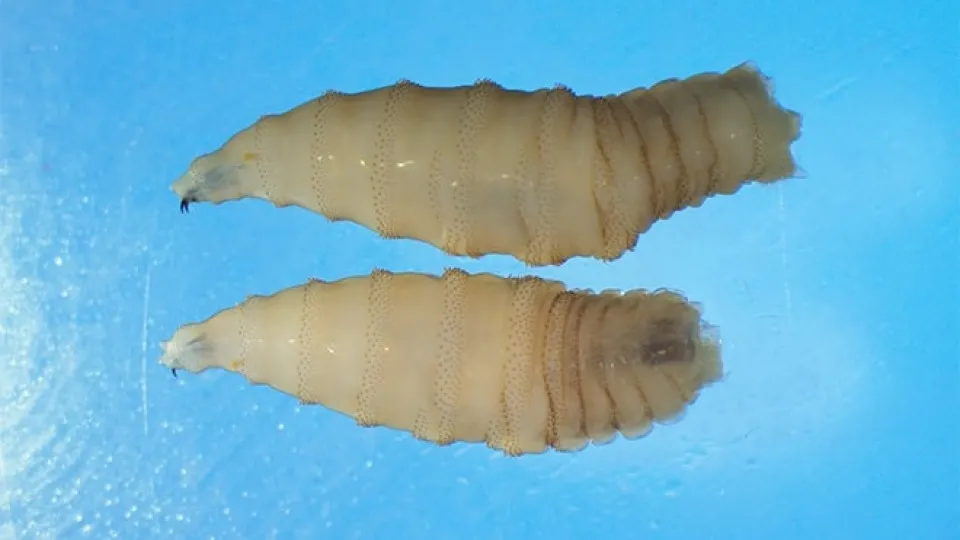 New World Screwworm Myiasi, New World Screwworm, Cochliomyia hominivorax