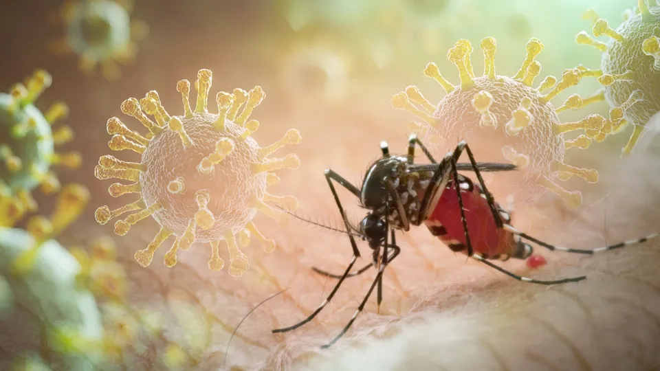 chikungunya