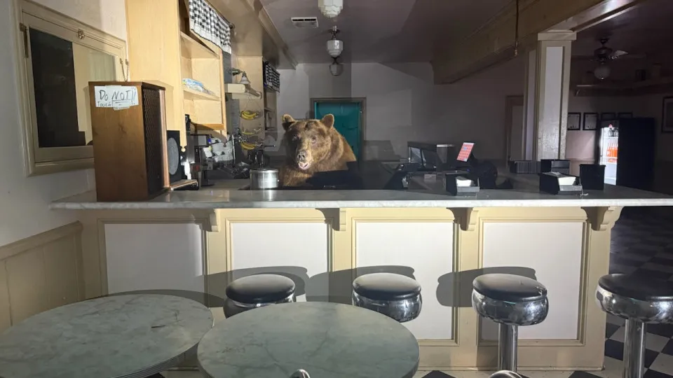 urso, café, LA