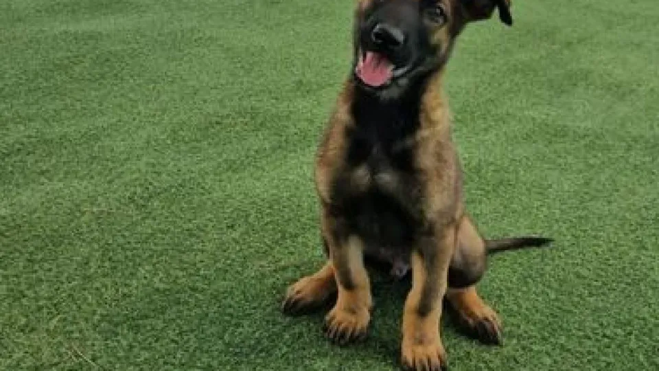 cães gnr
