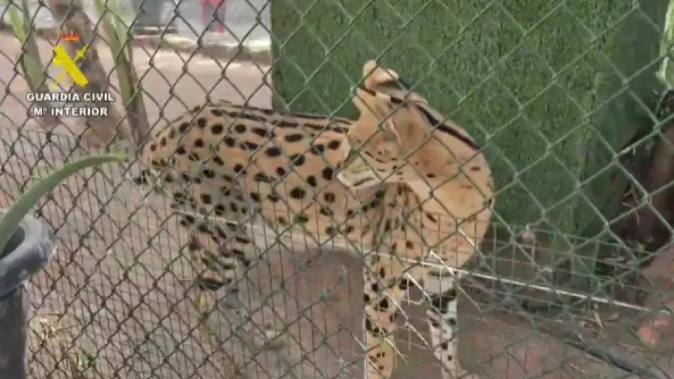 Autoridades desmantelam zoo clandestino em Espanha