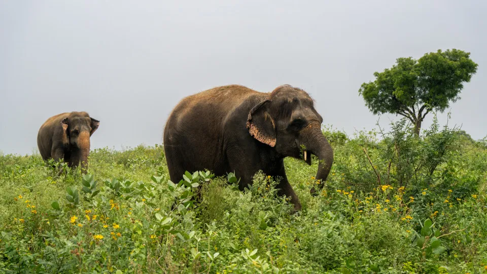 O filho do homem mais rico da Ásia tem um zoo e está a ser investigado
