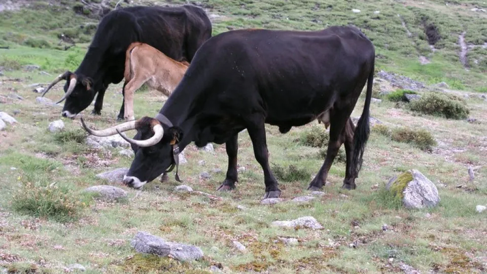 Produtores da serra do Alvão recebem ajuda para alimentar vacas maronesas