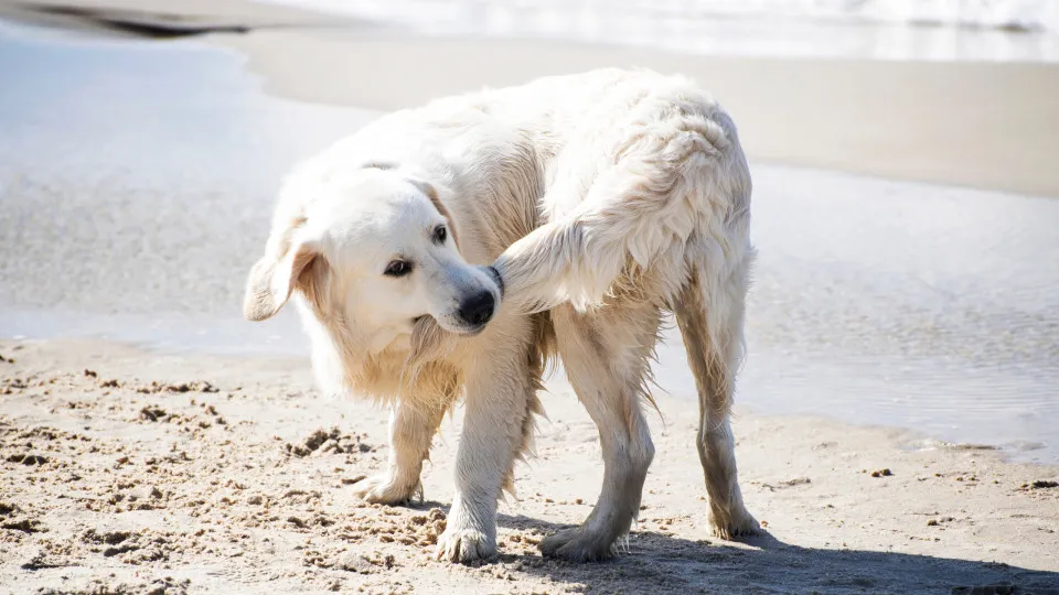 Onze hábitos estranhos que os cães têm (mas que são normais)