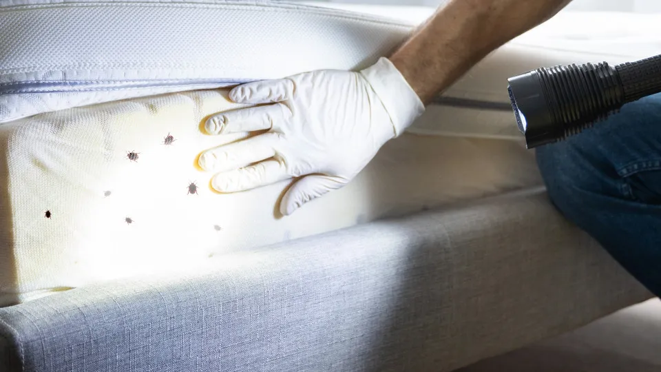 Percevejos no quarto de hotel: Áreas críticas e como evitá-los
