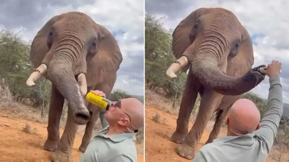 Autoridades investigam turista que deu cerveja a elefante: "Inaceitável"