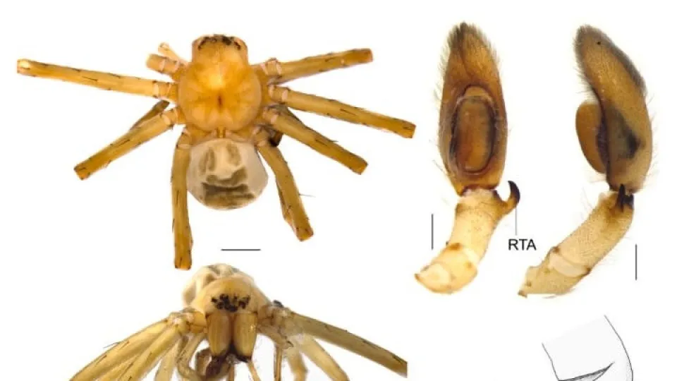 Uma nova espécie de aranha foi identificada na Península Ibérica