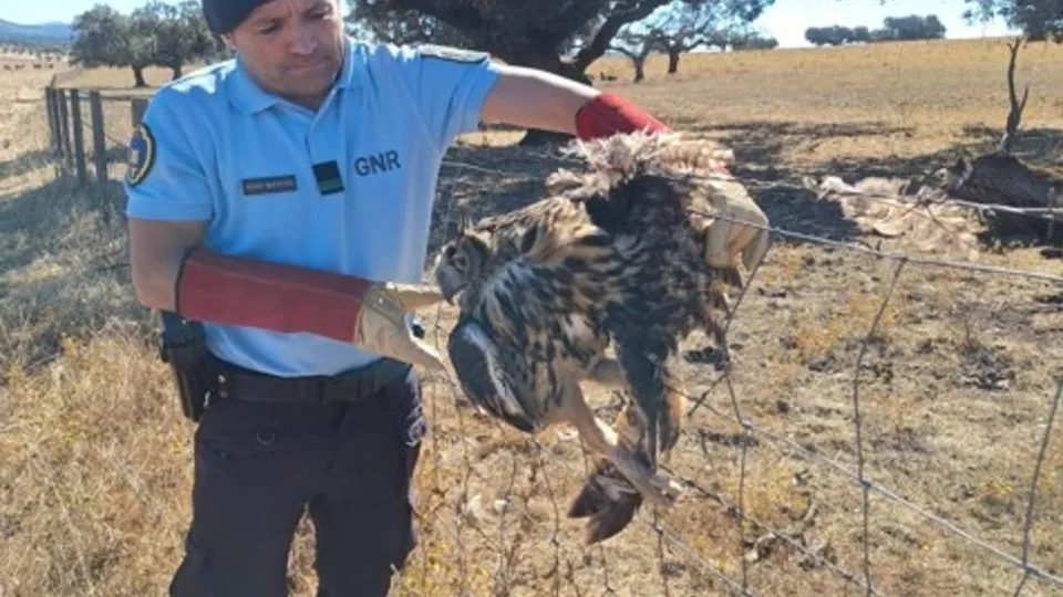 Bufo-real recuperado pela GNR em Portalegre. Estava preso e ferido