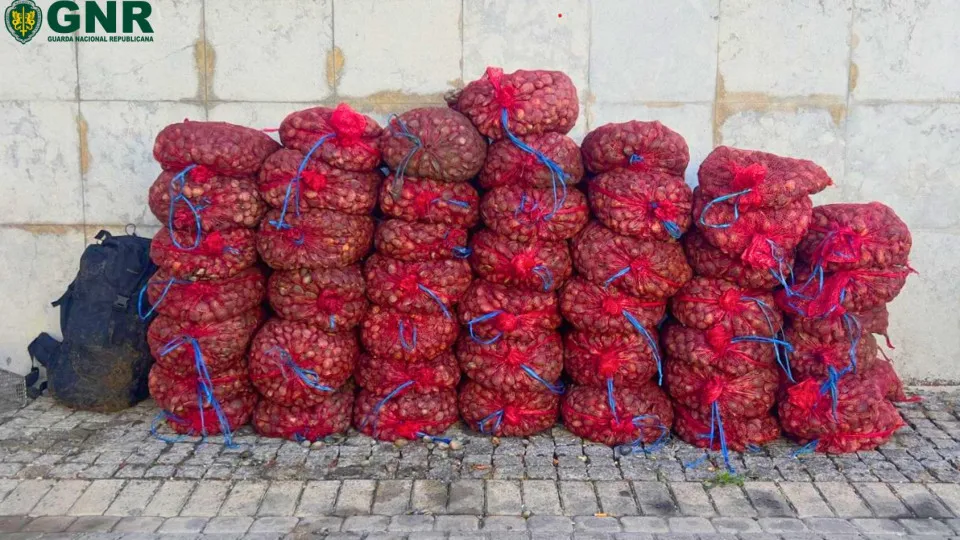 Apreendidos 900 kg de amêijoa-japonesa em Alcochete. Há 19 identificados