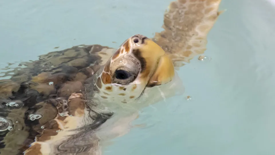 Tartarugas resgatadas em águas britânicas libertadas nos Açores. Há vídeo