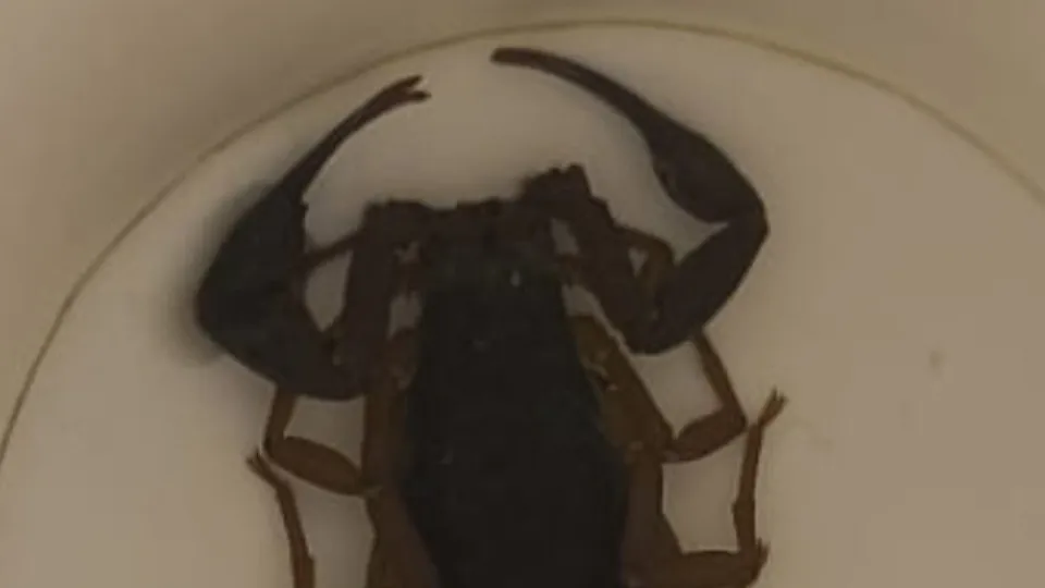 Mulher picada por escorpião em hotel em Madrid. Animal viria na mala