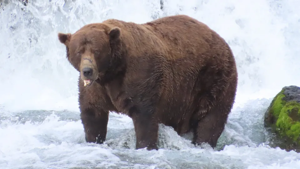 'Fat Bear Week'. Conheça Chunk, o urso mais gordo deste ano