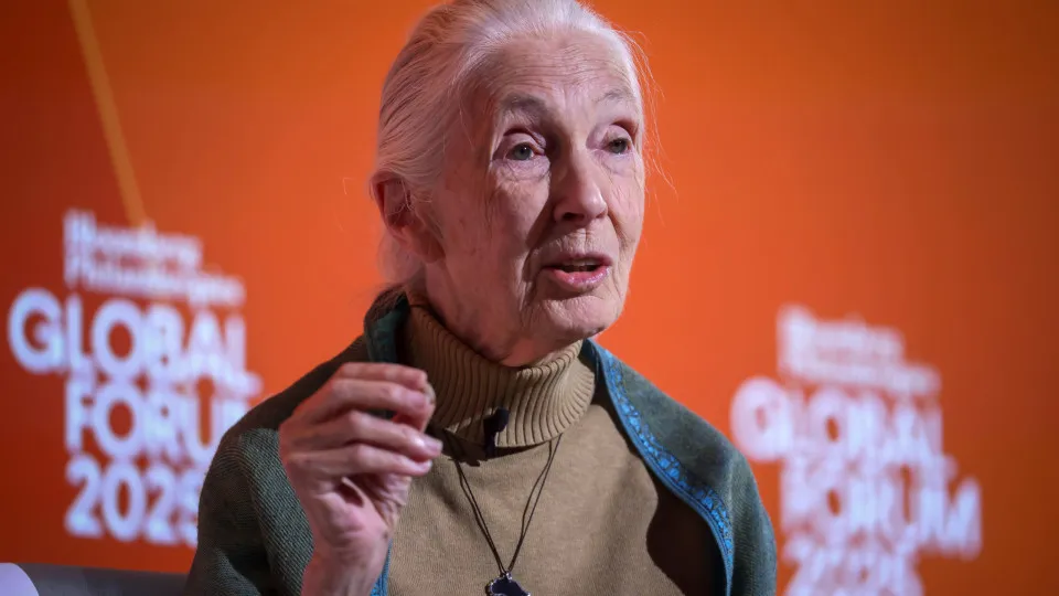 Jane Goodall, o "primata branco" que cumpriu as profecias que fez