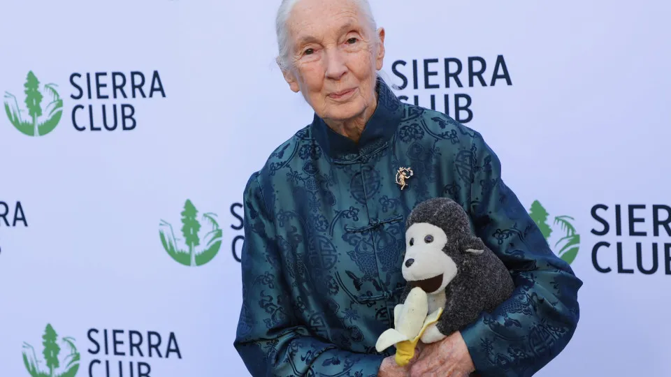 ONU lamenta morte de Jane Goodall e aplaude o seu trabalho "incansável"