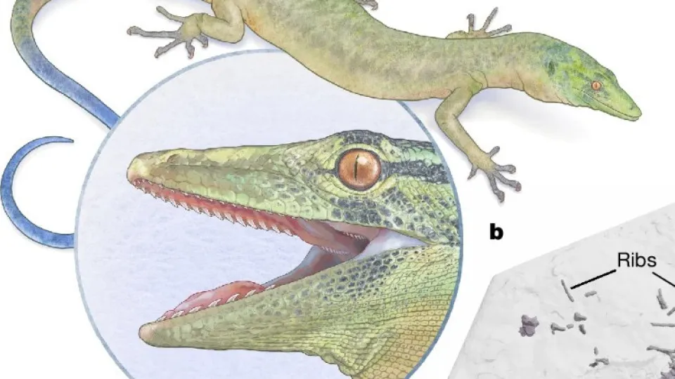 Fóssil de um réptil do Jurássico estreita linha entre cobra e lagarto